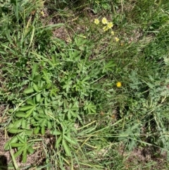 Potentilla recta (Sulphur Cinquefoil) at Hall, ACT - 23 Jan 2024 by Rosie