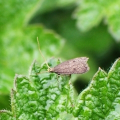 Lecithoceridae (family) at Mount Painter - 23 Jan 2024