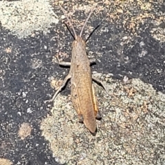 Goniaea opomaloides (Mimetic Gumleaf Grasshopper) at Molonglo River Reserve - 23 Jan 2024 by trevorpreston