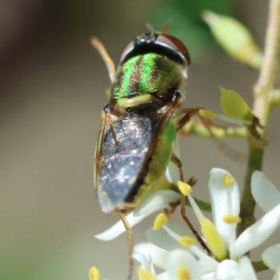 Odontomyia decipiens (Green Soldier Fly) at Hughes Grassy Woodland - 23 Jan 2024 by LisaH