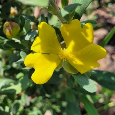 Hibbertia obtusifolia (Grey Guinea-flower) at Kama - 23 Jan 2024 by trevorpreston