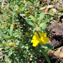 Hibbertia obtusifolia at Kama - 23 Jan 2024 03:29 PM