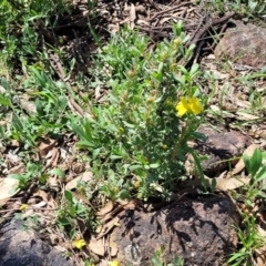 Hibbertia obtusifolia at Kama - 23 Jan 2024 03:29 PM