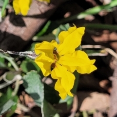 Goodenia hederacea subsp. hederacea (Ivy Goodenia, Forest Goodenia) at Molonglo River Reserve - 23 Jan 2024 by trevorpreston