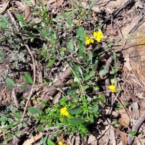 Goodenia hederacea subsp. hederacea at Molonglo River Reserve - 23 Jan 2024 03:29 PM