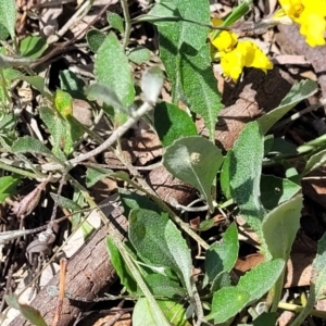 Goodenia hederacea subsp. hederacea at Molonglo River Reserve - 23 Jan 2024 03:29 PM