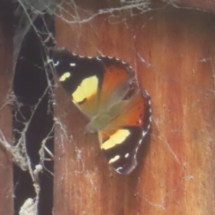 Vanessa itea (Yellow Admiral) at QPRC LGA - 22 Jan 2024 by MatthewFrawley