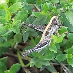 Macrotona australis at Kama - 23 Jan 2024