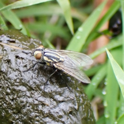 Oxysarcodexia varia (Striped Dung Fly) at Mount Painter - 23 Jan 2024 by CathB