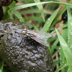 Oxysarcodexia varia at Mount Painter - 23 Jan 2024