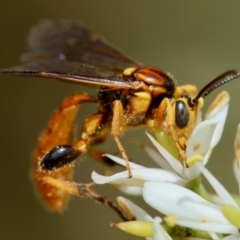 Labium sp. (genus) (An Ichneumon wasp) at GG95 - 23 Jan 2024 by LisaH