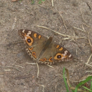 Junonia villida at QPRC LGA - 22 Jan 2024 05:05 PM