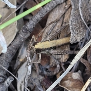 Macrotona australis at Kama - 23 Jan 2024 03:27 PM