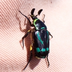 Chlorobapta frontalis (A flower scarab) at Cook, ACT - 20 Jan 2024 by CathB