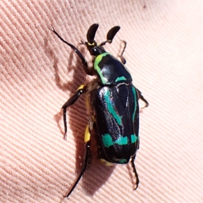 Chlorobapta frontalis (A flower scarab) at Mount Painter - 20 Jan 2024 by CathB