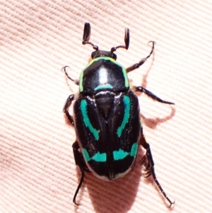 Chlorobapta frontalis at Mount Painter - 21 Jan 2024