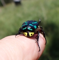 Chlorobapta frontalis at Mount Painter - 21 Jan 2024 10:59 AM