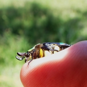 Chlorobapta frontalis at Mount Painter - 21 Jan 2024