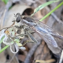 Bathypogon sp. (genus) (A robber fly) at Molonglo River Reserve - 23 Jan 2024 by trevorpreston