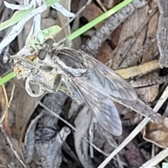 Bathypogon sp. (genus) at Molonglo River Reserve - 23 Jan 2024 03:25 PM