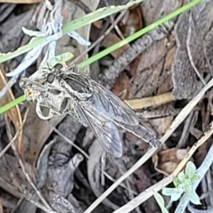 Bathypogon sp. (genus) at Molonglo River Reserve - 23 Jan 2024 03:25 PM