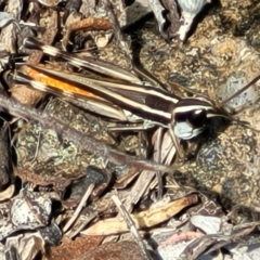 Macrotona australis (Common Macrotona Grasshopper) at Molonglo River Reserve - 23 Jan 2024 by trevorpreston