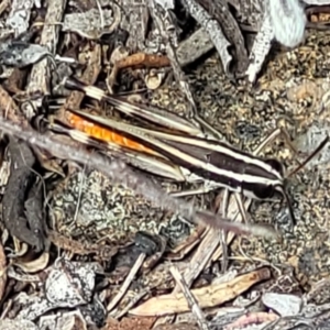 Macrotona australis at Molonglo River Reserve - 23 Jan 2024 03:25 PM