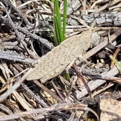 Goniaea australasiae (Gumleaf grasshopper) at Whitlam, ACT - 23 Jan 2024 by trevorpreston