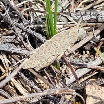 Goniaea australasiae (Gumleaf grasshopper) at Kama - 23 Jan 2024 by trevorpreston