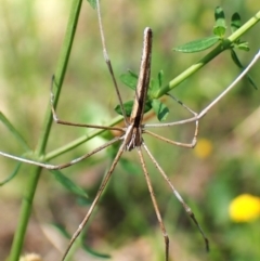 Asianopis subrufa (Rufous net-casting spider) at Cook, ACT - 20 Jan 2024 by CathB