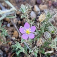 Spergularia rubra (Sandspurrey) at Molonglo River Reserve - 23 Jan 2024 by trevorpreston