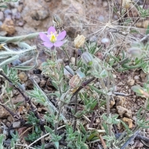 Spergularia rubra at Molonglo River Reserve - 23 Jan 2024 03:22 PM