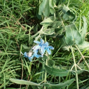 Oxypetalum coeruleum at Mount Painter - 21 Jan 2024