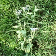 Oxypetalum coeruleum at Mount Painter - 21 Jan 2024