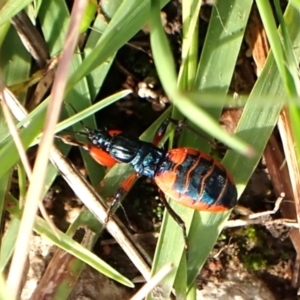 Ectomocoris patricius at Mount Painter - 20 Jan 2024 06:10 PM