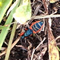 Ectomocoris patricius at Mount Painter - 20 Jan 2024