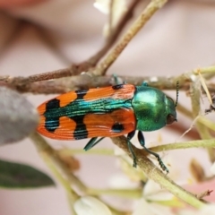 Castiarina scalaris (Scalaris jewel beetle) at Cook, ACT - 20 Jan 2024 by CathB