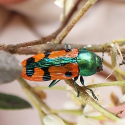 Castiarina scalaris (Scalaris jewel beetle) at Cook, ACT - 20 Jan 2024 by CathB