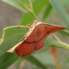 Aglaopus pyrrhata (Leaf Moth) at Cook, ACT - 20 Jan 2024 by CathB