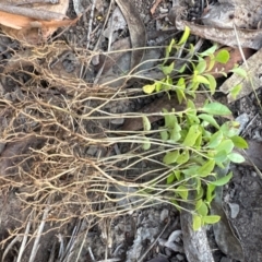 Ligustrum lucidum (Large-leaved Privet) at Aranda Bushland - 23 Jan 2024 by lbradley