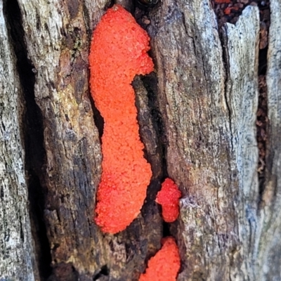 Tubifera ferruginosa (Raspberry Slime) at Molonglo River Reserve - 23 Jan 2024 by trevorpreston