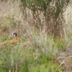 Lepus capensis (Brown Hare) at Mount Painter - 20 Jan 2024 by CathB