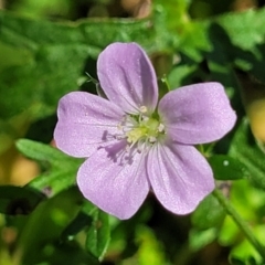 Geranium solanderi var. solanderi (Native Geranium) at Kama - 23 Jan 2024 by trevorpreston