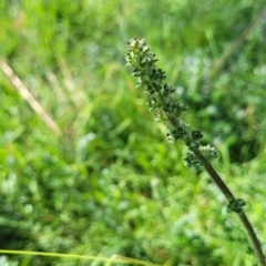 Acaena x ovina (Sheep's Burr) at Kama - 23 Jan 2024 by trevorpreston