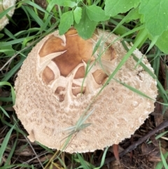 Chlorophyllum sp. at Molonglo River Reserve - 23 Jan 2024 by SteveBorkowskis