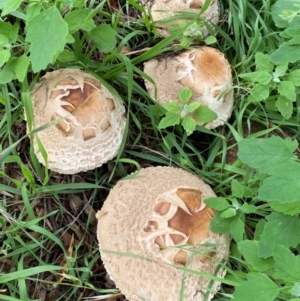 Chlorophyllum sp. at Kama - 23 Jan 2024 11:35 AM