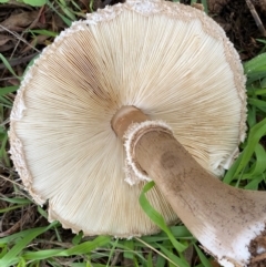 Chlorophyllum sp. at Kama - 23 Jan 2024 11:35 AM