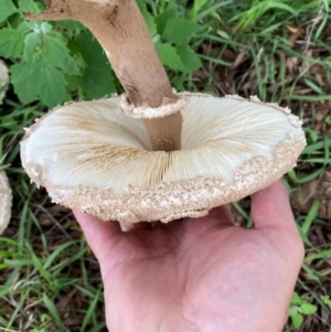 Chlorophyllum sp. at Kama - 23 Jan 2024 11:35 AM