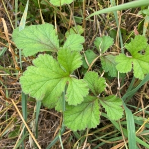 Erodium crinitum at Molonglo River Reserve - 23 Jan 2024