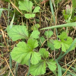 Erodium crinitum at Molonglo River Reserve - 23 Jan 2024